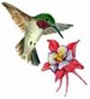 Hummingbirds abound at Cottonwood RV Campground in Idaho Springs Colorado